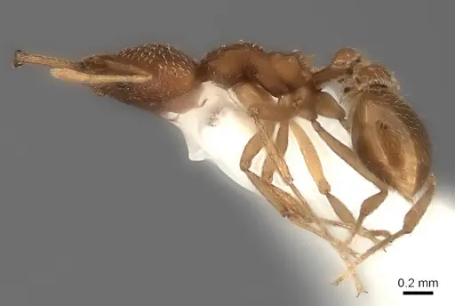 Strumigenys tococae specimen CASENT0217958 image casent0217958_3