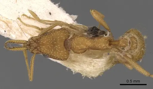 Strumigenys tococae specimen CASENT0900435 image casent0900435_1