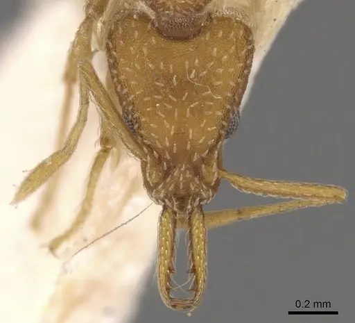 Strumigenys tococae specimen CASENT0900435 image casent0900435_2