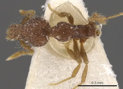Strumigenys tolomyla specimen CASENT0900095 image casent0900095_1