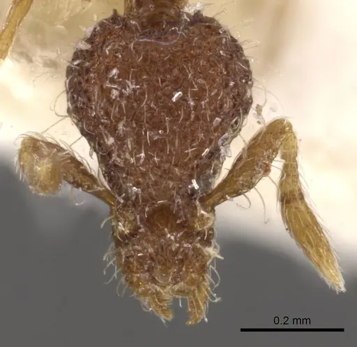 Strumigenys tolomyla specimen CASENT0900095 image casent0900095_2