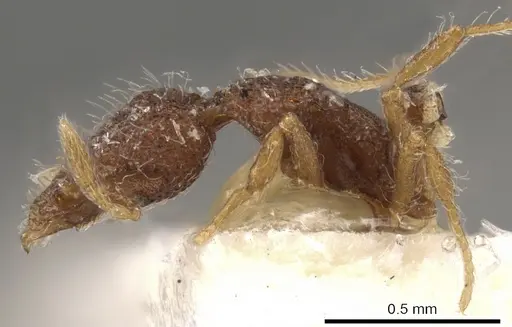 Strumigenys tolomyla specimen CASENT0900095 image casent0900095_3