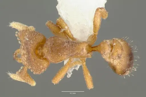 Strumigenys toma specimen CASENT0005643 image casent0005643_1