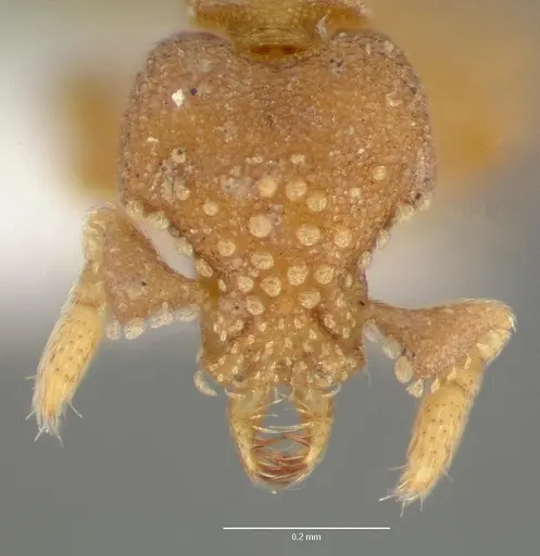 Strumigenys toma specimen CASENT0005643 image casent0005643_2