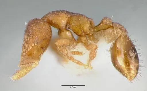 Strumigenys toma specimen CASENT0005643 image casent0005643_3