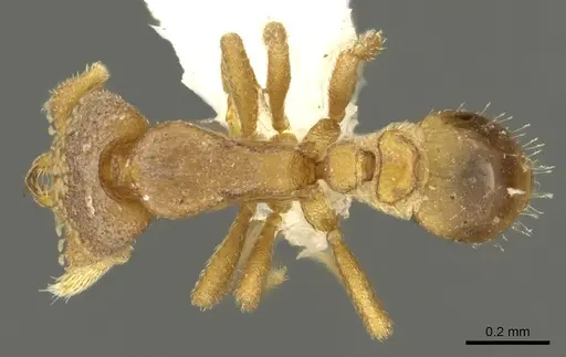 Strumigenys toma specimen CASENT0900687 image casent0900687_1