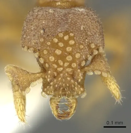 Strumigenys toma specimen CASENT0900687 image casent0900687_2