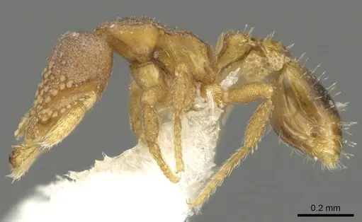 Strumigenys toma specimen CASENT0900687 image casent0900687_3