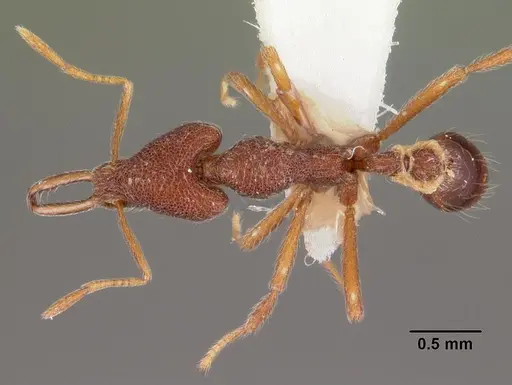 Strumigenys tomodonta specimen CASENT0102561 image casent0102561_1