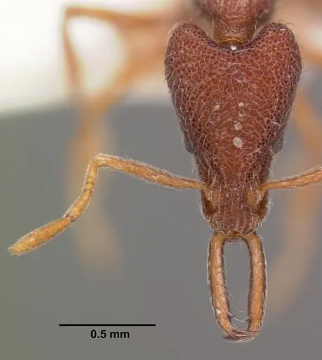 Strumigenys tomodonta specimen CASENT0102561 image casent0102561_2