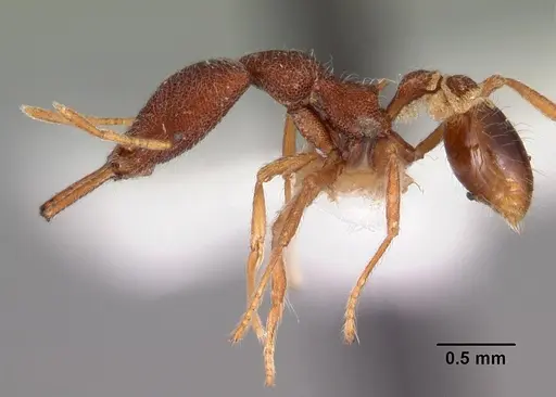 Strumigenys tomodonta specimen CASENT0102561 image casent0102561_3