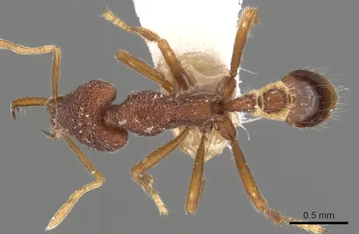 Strumigenys tomodonta specimen CASENT0900803 image casent0900803_1