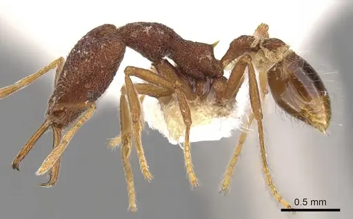 Strumigenys tomodonta specimen CASENT0900803 image casent0900803_3