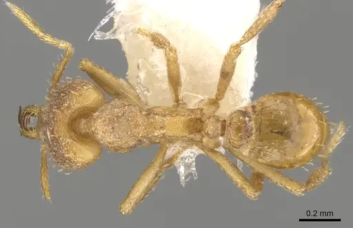 Strumigenys totyla specimen CASENT0280726 image casent0280726_1