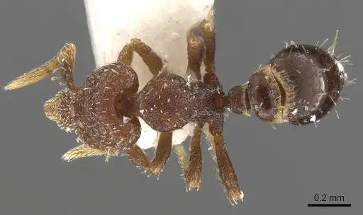 Strumigenys totyla specimen CASENT0900115 image casent0900115_1
