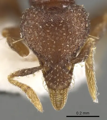 Strumigenys totyla specimen CASENT0900115 image casent0900115_2