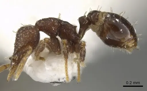 Strumigenys totyla specimen CASENT0900115 image casent0900115_3
