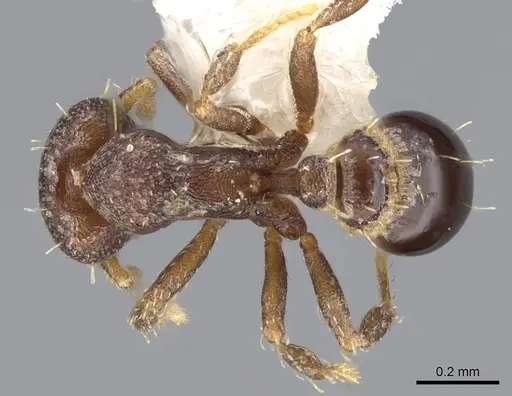 Strumigenys totyla specimen CASENT0914631 image casent0914631_1