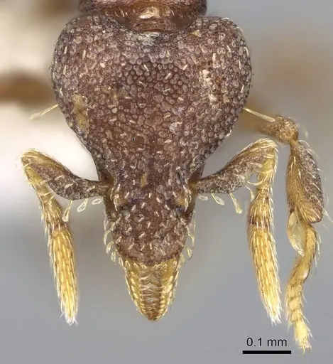 Strumigenys totyla specimen CASENT0914631 image casent0914631_2