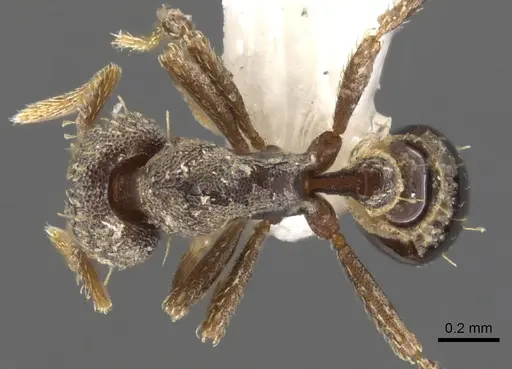 Strumigenys trada specimen CASENT0013154 image casent0013154_1