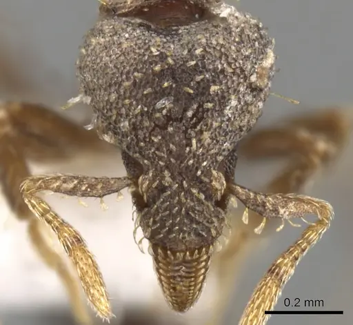 Strumigenys trada specimen CASENT0013154 image casent0013154_2