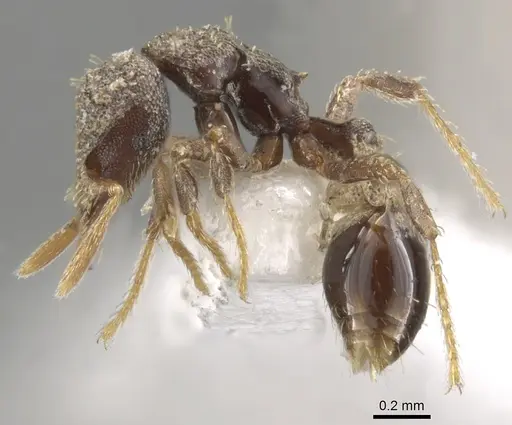 Strumigenys trada specimen CASENT0013154 image casent0013154_3