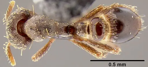 Strumigenys trada specimen CASENT0171045 image casent0171045_1