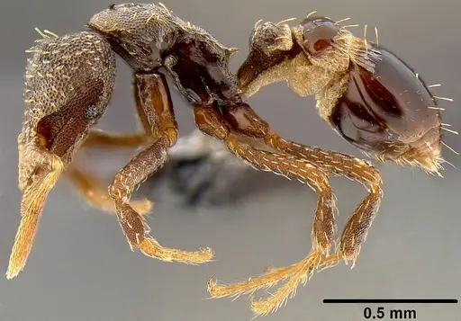 Strumigenys trada specimen CASENT0171045 image casent0171045_3