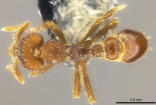 Strumigenys trada specimen CASENT0184729 image casent0184729_1