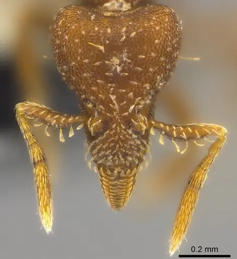 Strumigenys trada specimen CASENT0184729 image casent0184729_2