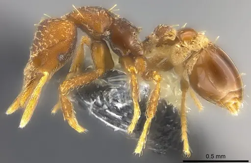 Strumigenys trada specimen CASENT0184729 image casent0184729_3