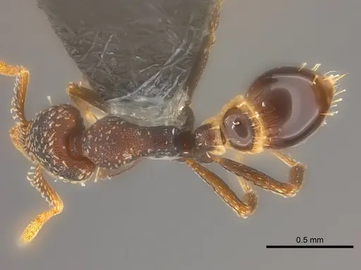 Strumigenys trada specimen CASENT0184965 image casent0184965_1