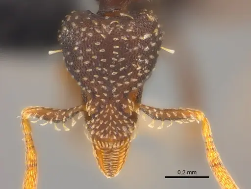 Strumigenys trada specimen CASENT0184965 image casent0184965_2