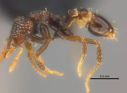 Strumigenys trada specimen CASENT0184965 image casent0184965_3