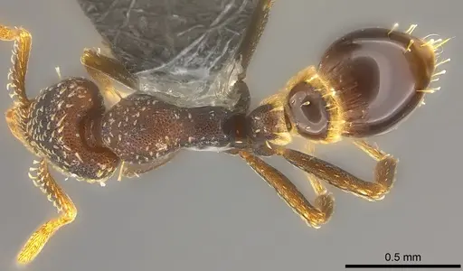 Strumigenys trada specimen CASENT0184976 image casent0184976_1