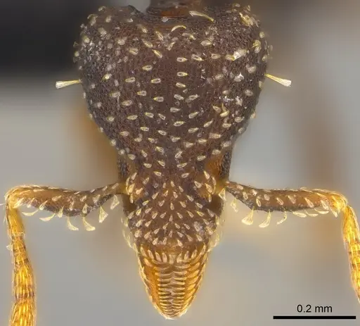 Strumigenys trada specimen CASENT0184976 image casent0184976_2