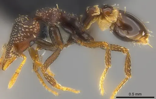 Strumigenys trada specimen CASENT0184976 image casent0184976_3