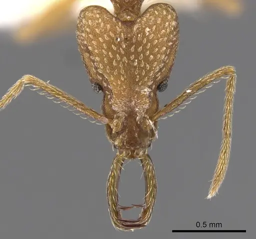 Strumigenys transenna specimen CASENT0900595 image casent0900595_2
