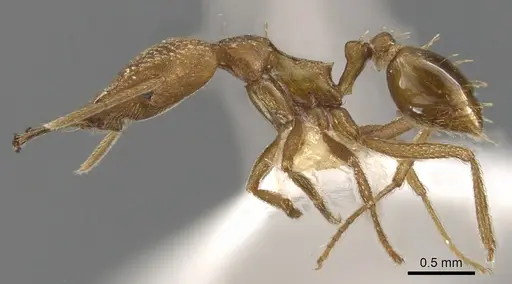 Strumigenys transenna specimen CASENT0900595 image casent0900595_3