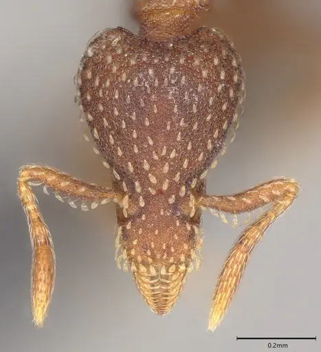 Strumigenys transversa specimen CASENT0099826 image casent0099826_1