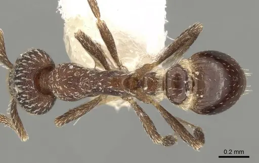Strumigenys transversa specimen CASENT0280699 image casent0280699_1