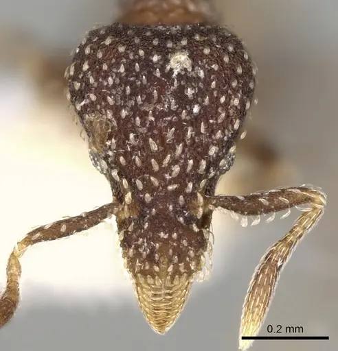 Strumigenys transversa specimen CASENT0280699 image casent0280699_2