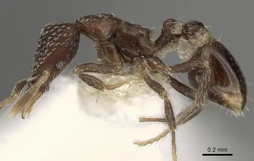 Strumigenys transversa specimen CASENT0280699 image casent0280699_3