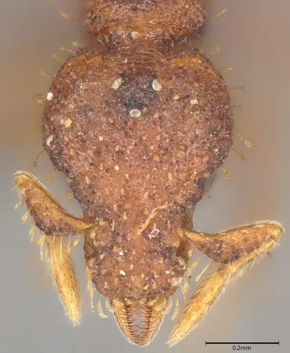 Strumigenys transversa specimen CASENT0353752 image casent0353752_1