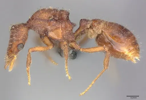 Strumigenys transversa specimen CASENT0353752 image casent0353752_2
