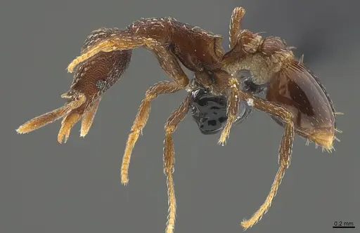 Strumigenys transversa specimen CASENT0396319 image casent0396319_1
