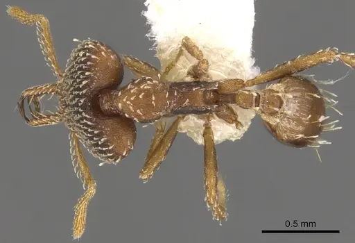 Strumigenys treptodens specimen CASENT0900750 image casent0900750_1