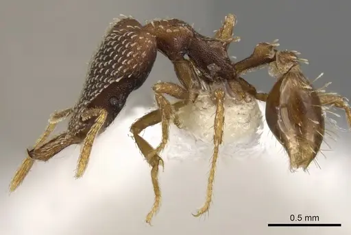 Strumigenys treptodens specimen CASENT0900750 image casent0900750_3