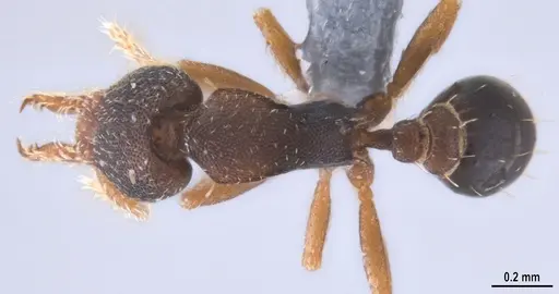 Strumigenys trieces specimen ANTWEB1053267 image antweb1053267_1