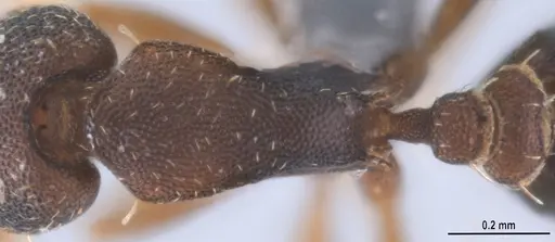 Strumigenys trieces specimen ANTWEB1053267 image antweb1053267_2